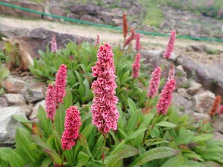 15:42　白馬五竜高山植物園　ポリゴナム・アフィネ（別名ヒマラヤトラノオ）　ヒマラヤの高山植物も植えられている