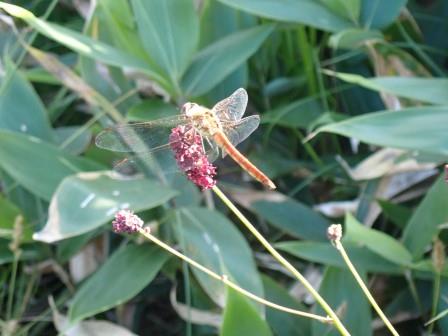 16:00　黒菱平の池塘で一休み、ワレモコウに赤蜻蛉