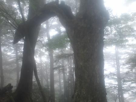 11:59　靄の中の朽木