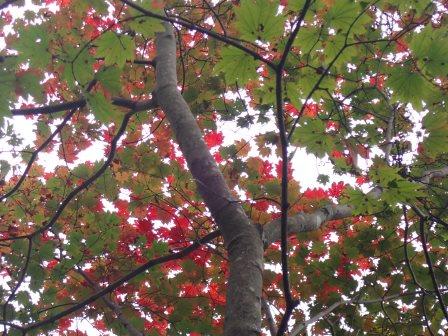 9:45　紅葉と緑葉の織りなす彩り