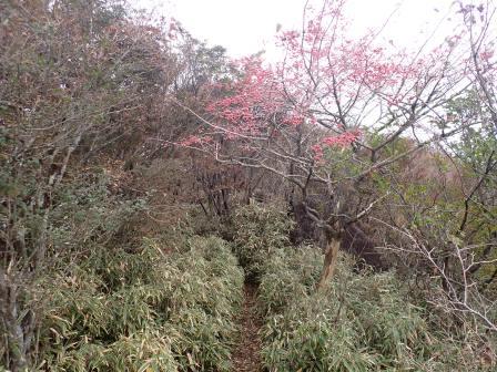 10:49　鍵掛峠への尾根道の始まり、本日のハイライト、桃色の実を付けた木マユミ