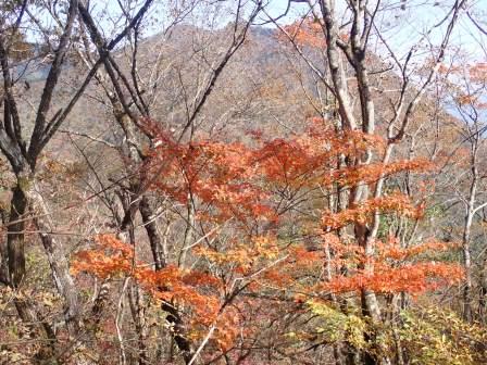 12:50　紅葉の樹間に見える鬼ヶ岳