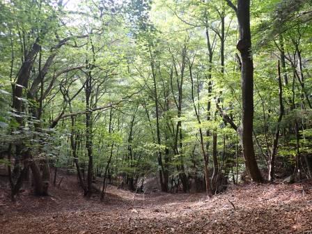 13:52　鍵掛峠からの下りで、樹間は緑葉、足元は落葉