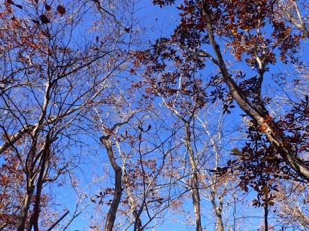11:22　青空に落葉樹