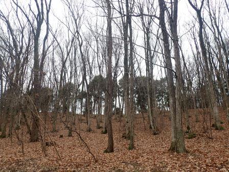 丘陵散策　葉を落とした広葉樹林