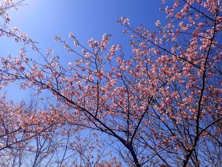 13:26　思いがけず、満開の江戸彼岸桜に出会う