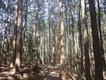 12:15　南郷山への山道は、間伐は良くされているが、植林地で少しがっくり