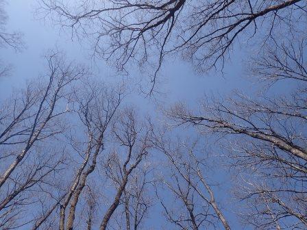 12:16　葉を落とした広葉樹と青空