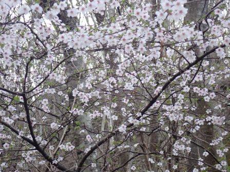 8:17　林道から千本桜公園へのゲートを過ぎて、公園への道すがら、桜
