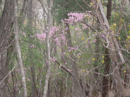 10:21　ミツバツツジ、写真にはないが、山桜もそこかしこに咲いていた