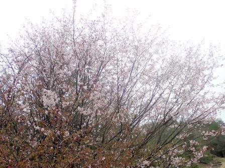9:44　山桜