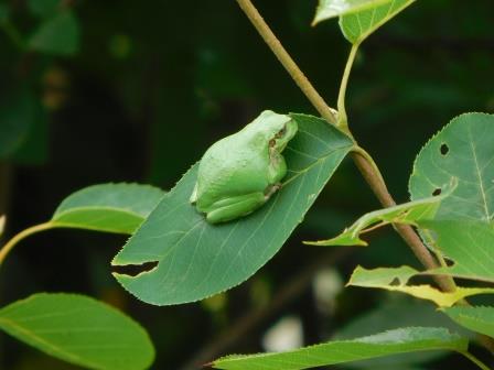 英語ではTree Frog、ジュンベリーの高い枝に雨蛙、二階ベランダより撮影