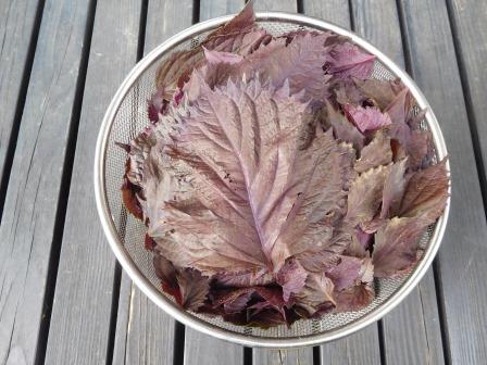 自生え赤紫蘇の収穫　茎から葉だけを取り外す　さした作業でもないのに、蒸し暑くて汗ばむ