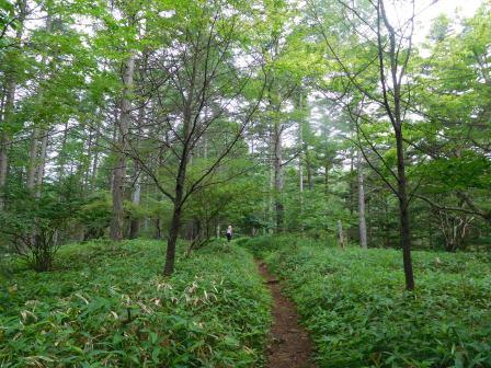 7:21　笹と唐松と広葉樹の森、標高1800m位までは緩やかな登りの散策気分