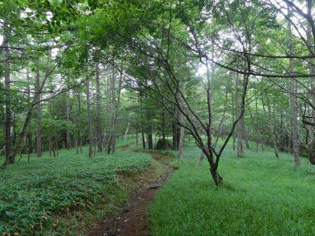 15:41　最後も笹と唐松と広葉樹の森のお散歩