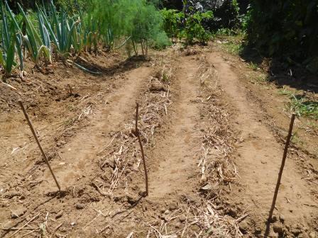 昨日種蒔をした畝、左から日野菜、小蕪、五寸人参