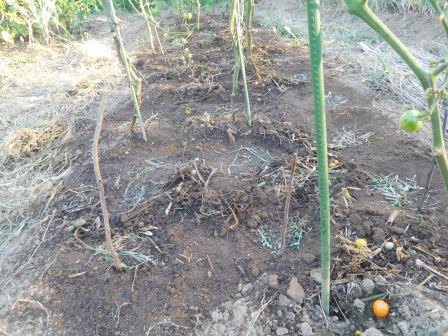 自生えトマトの畝に大根の種蒔　３4穴　各穴3粒　計102粒