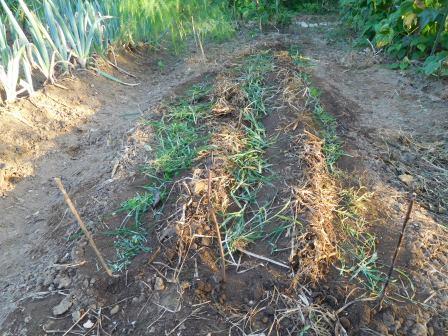 日野菜、小蕪、5寸人参の畝を野草で覆う