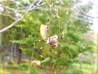 網にかかったアシナガバチを捕獲している雌の女郎蜘蛛、雄はこの三分の一位の大きさとのこと