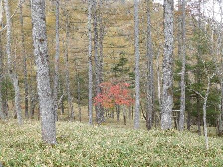 10:04　笹原とカラマツの黄葉に一点の紅葉　遠景