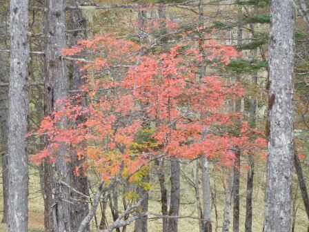 10:04　笹原とカラマツの黄葉に一点の紅葉　近景