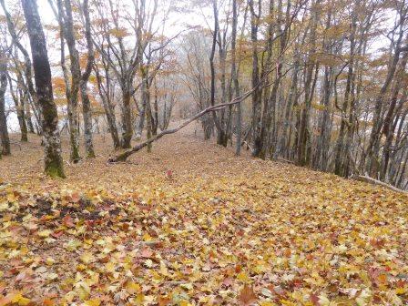 10:45　FUJIYAMAツインテラスを目指して黄葉の落葉が敷き詰められた山道を行く