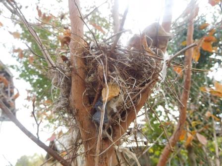 葉を落としたヒメシャラから、使用済みと思われる、鳥の巣が出て来た、横からの写真