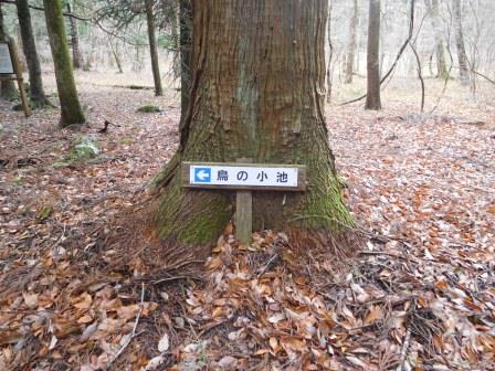 大木の根元に”鳥の小池”の標識