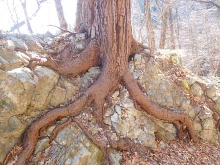 12:22　岩を穿つ赤松の根