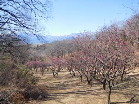 敷島総合公園　梅と白根三山　遠景