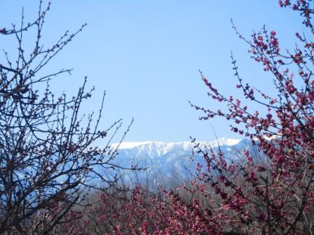 梅と白根三山　近景