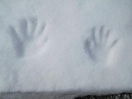 2月16日(水）　散歩の時に雪に残っていた子供の手形