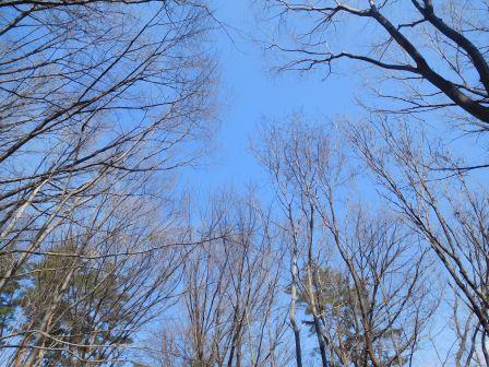 10:12　葉を落とした木々と青空