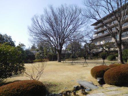 湯村温泉常盤ホテル　庭　シンボルツリーは欅