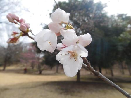 12:08　丸山塚古墳に桜　近景