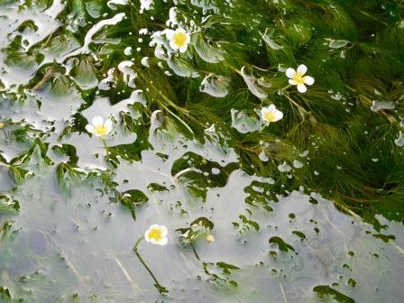 長慶寺　湧水に梅花藻（バイカモ）　ほんの僅か咲いていた、見頃は5月とのこと