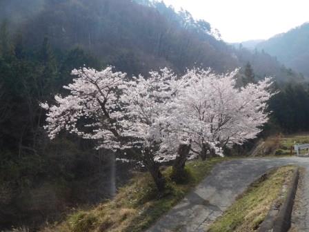 8:55　登山口に至る道の途中の川沿いの桜、帰りには花見をしている方がおられた