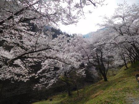 9:00　登山口手前の桜