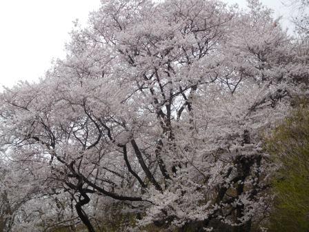 9:26　千本桜、桜三昧の始まり、未来を見据えて幼苗もたくさん植えてあるのに感心