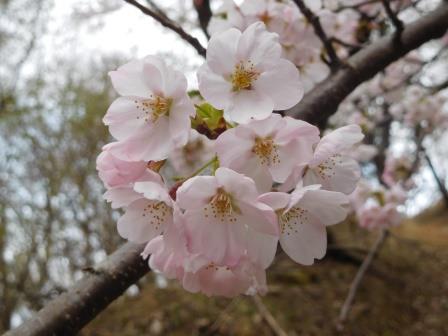 9:28　桜　近景