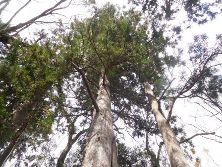 11:42　神社の杉の大木を見上げると