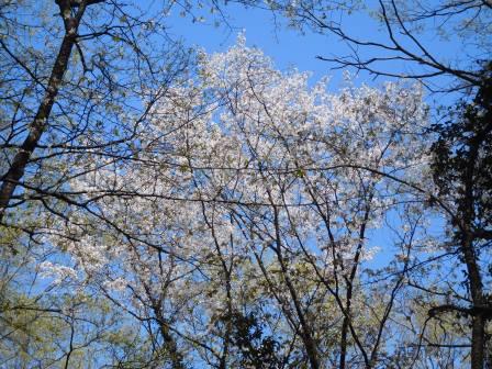 13:14　空の青に山桜