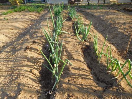 葱の土寄せと有機肥料の投入