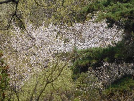 8:29　そこかしこに山桜、写真にはないがミツバツツジもそこかしこ