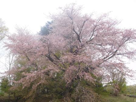 午後　散歩　集会所裏手の桜