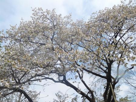 午後　散歩　花が白くて、大ぶりな太白の桜