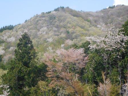 9:29　始まりは鶯色に桜色の山行　２