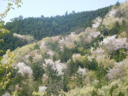 9:35　始まりは鶯色に桜色の山行　３