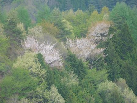 11:02　新緑に山桜