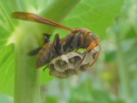 スナップエンドウにアシナガバチの巣、中に卵が見える